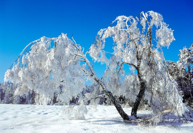 Silvester im Bayerischen Wald